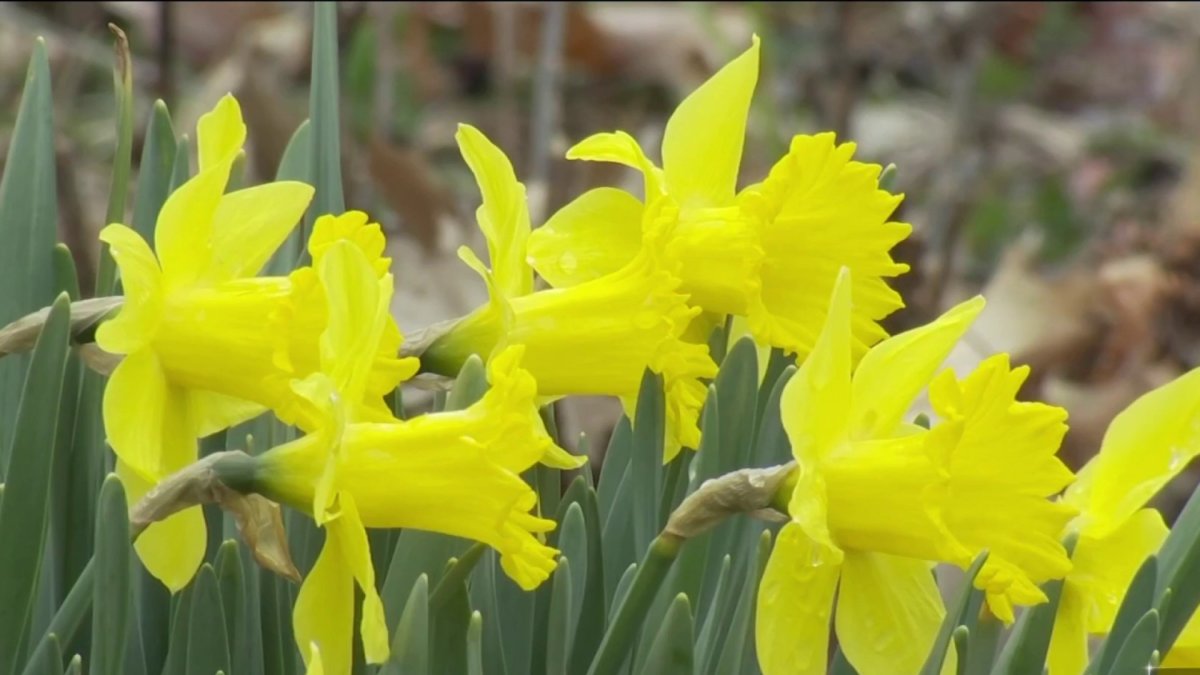 How to Survive Allergy Season in CT NBC Connecticut