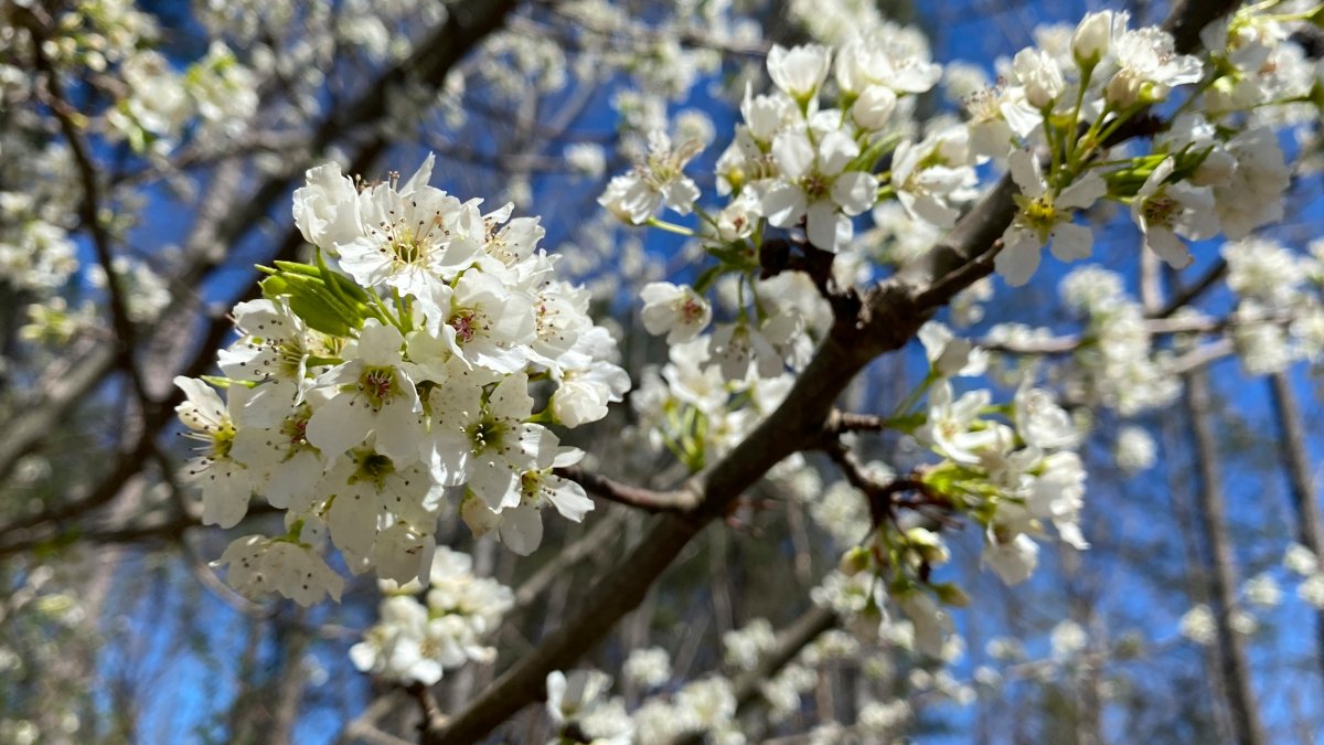 Callery Pears: an Invader 'Worse Than Murder Hornets' Spreads to 30+ States – NBC Connecticut - Vimarsana News
