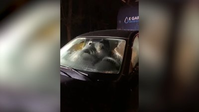 Black Bear Breaks Into Car in Cornwall