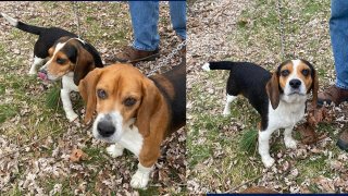 Beagles found in Kent