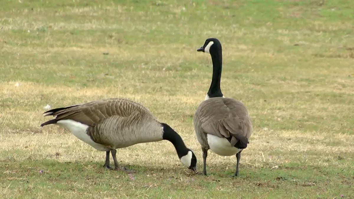 Over a dozen geese dead after suspected bird flu in Putnam – NBC Conn...
