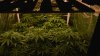 BBB Warns of Marijuana Dispensary Scams Amid Recreational Use Sales