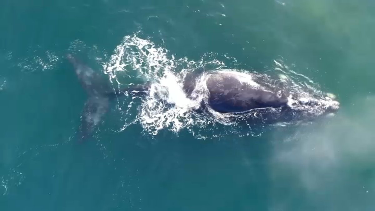 Cape Cod Canal Closed for Right Whales – NBC Connecticut - Vimarsana News