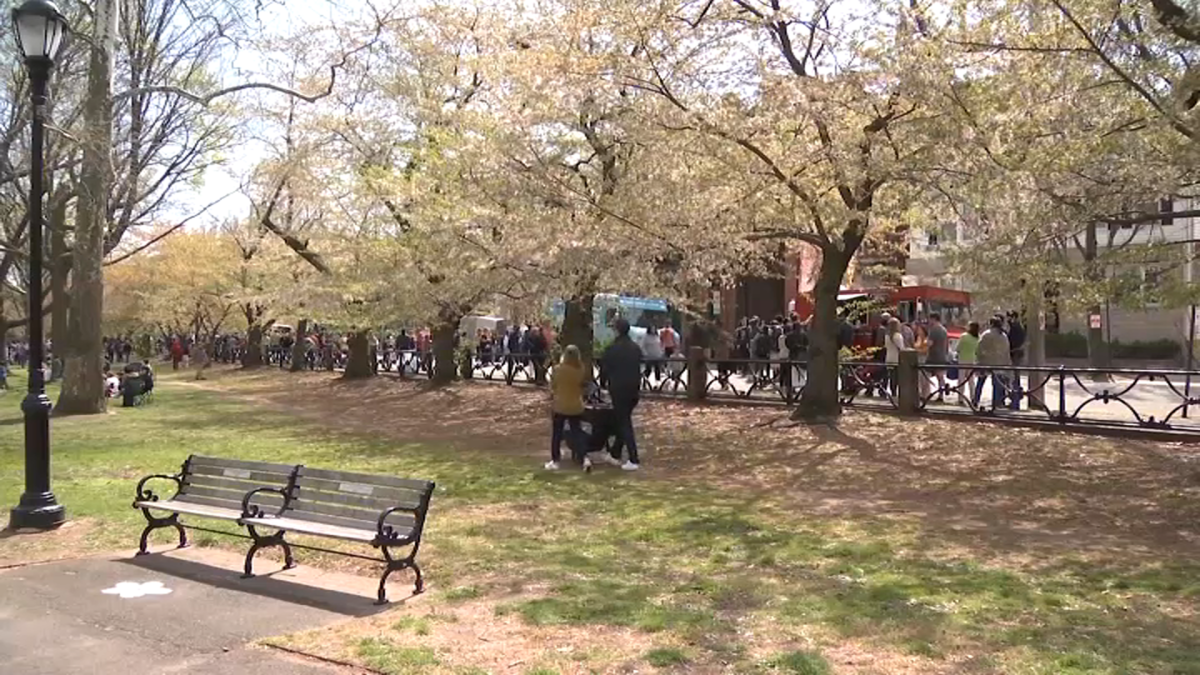 Cherry Blossom Festival Kicks Off in New Haven’s Wooster Square NBC