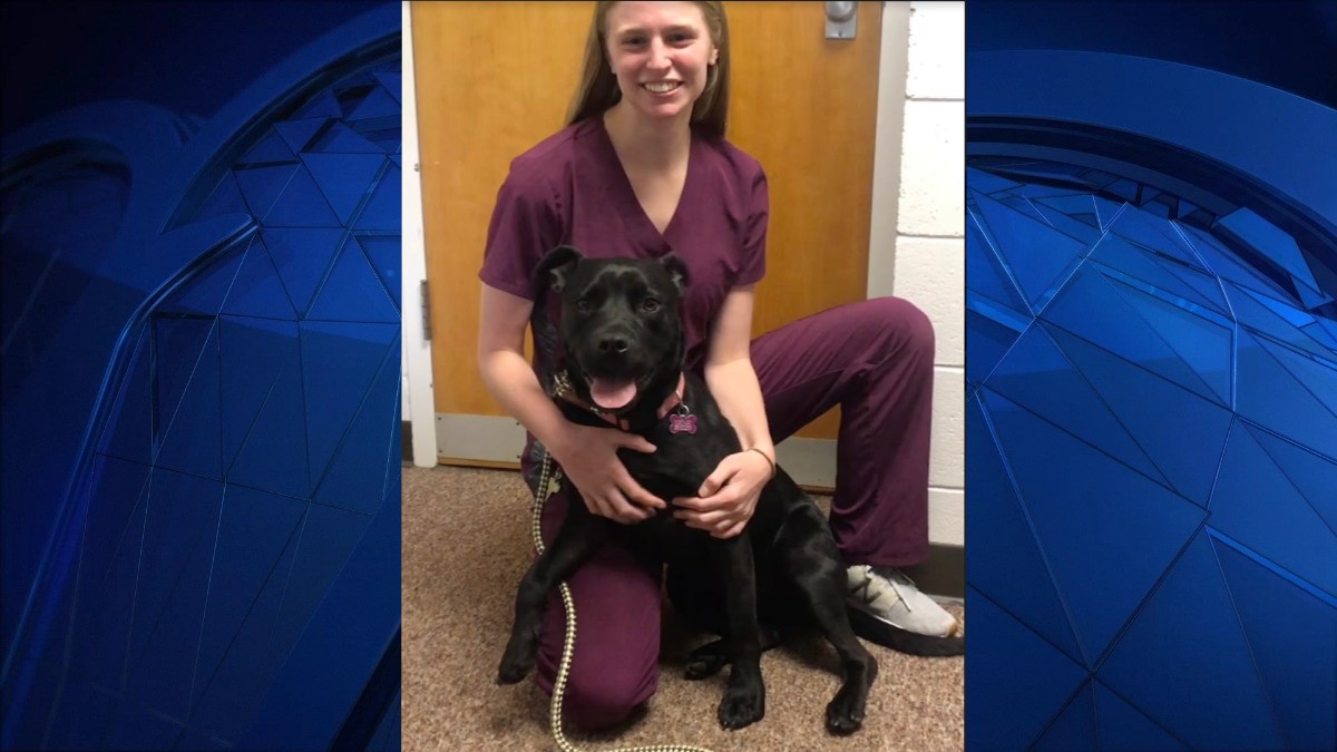 Shelter Volunteer Takes Dog on Road Trip to Meet Forever Family NBC