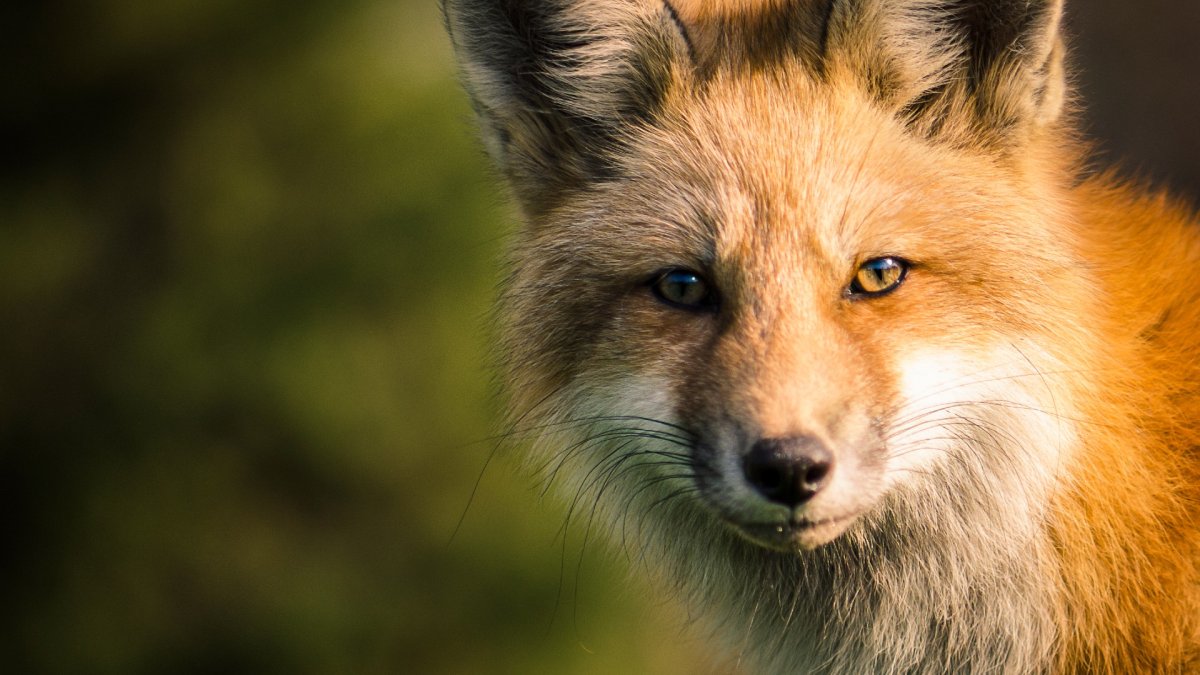 Putnam residents told to be cautious after attempted fox attacks - Vimarsana News