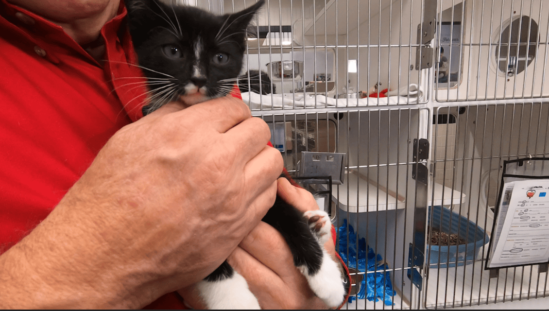 State Agencies Combat Sad Trend of a Link Between Child Abuse and Animal Cruelty - Vimarsana News