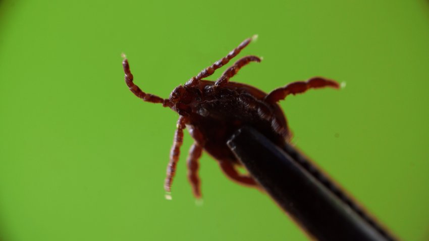 What is Powassan Virus?