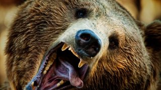 A bear