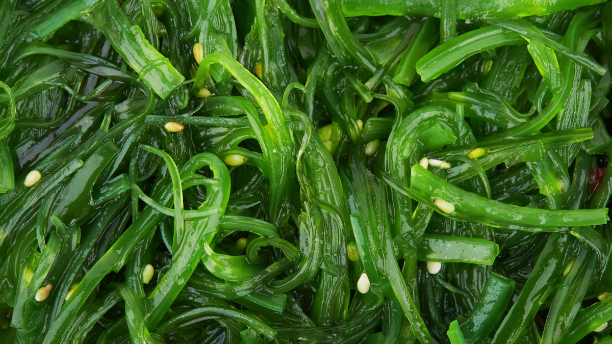 In the Fight Against Climate Change, Seaweed Could Be a Surprising — But Vital — Weapon - Vimarsana News