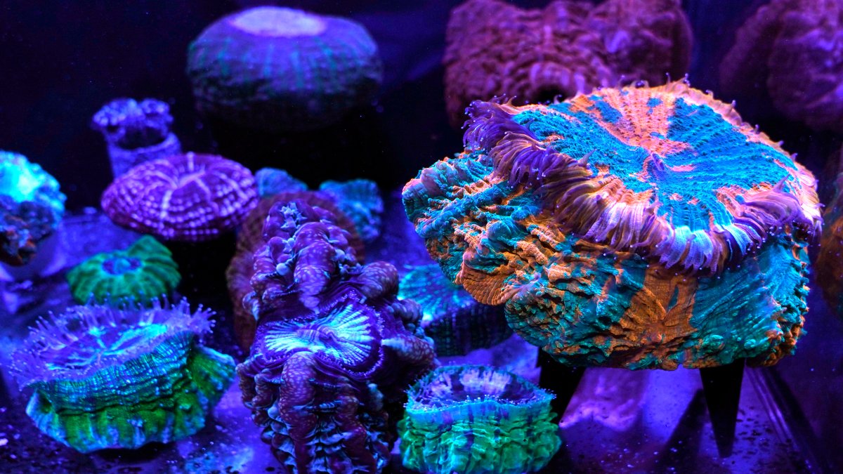 Miami Coral Reefs Provide Stunning Images of World Under Assault – NBC Connecticut - Vimarsana News