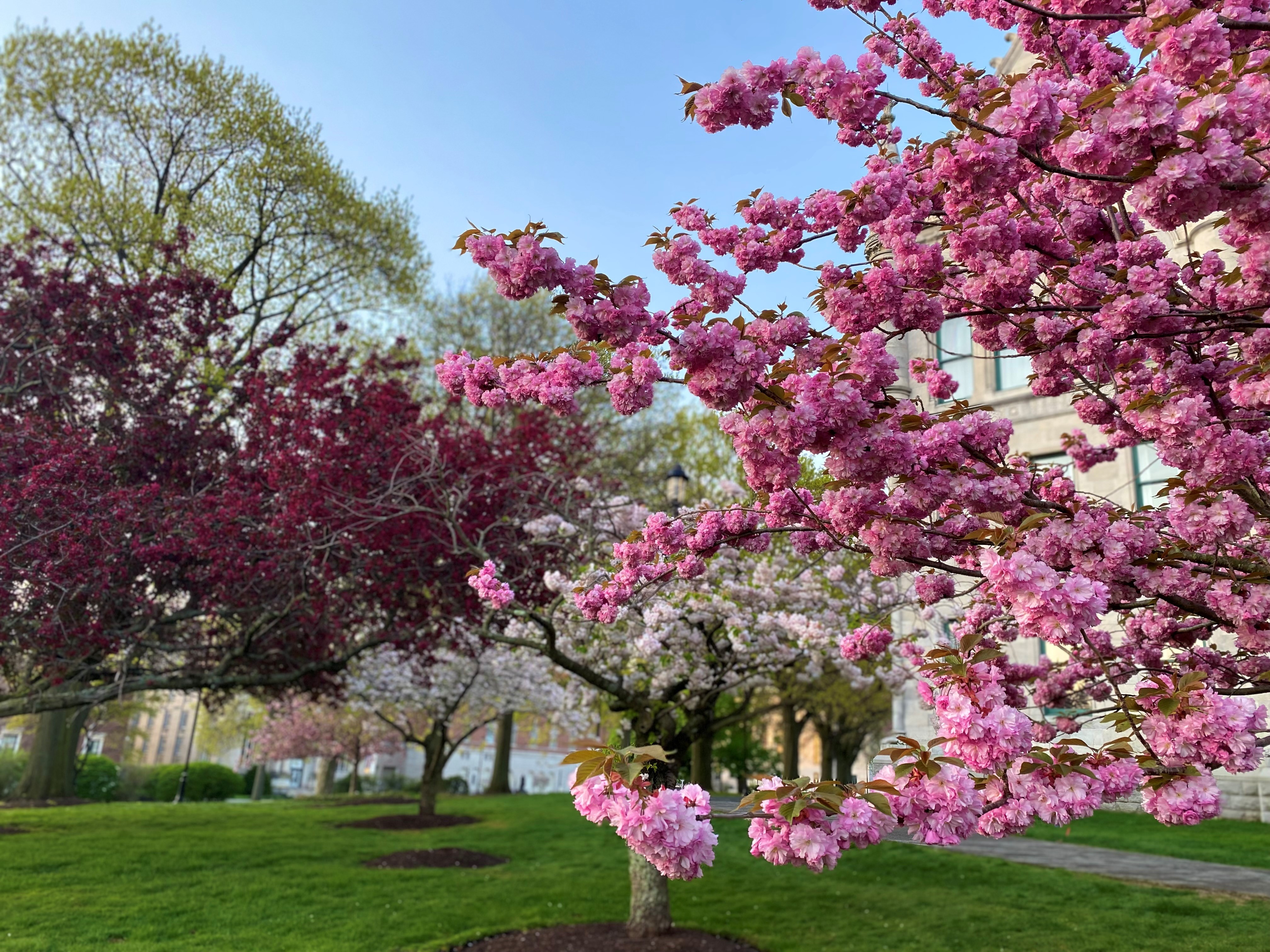 Hartford, New Haven on Top 10 List For Worst Places For Allergy Sufferers - Vimarsana News