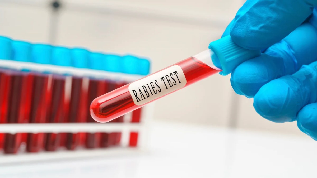Health Officials Issue Warning After Raccoon Tests Positive for Rabies in Mystic - Vimarsana News