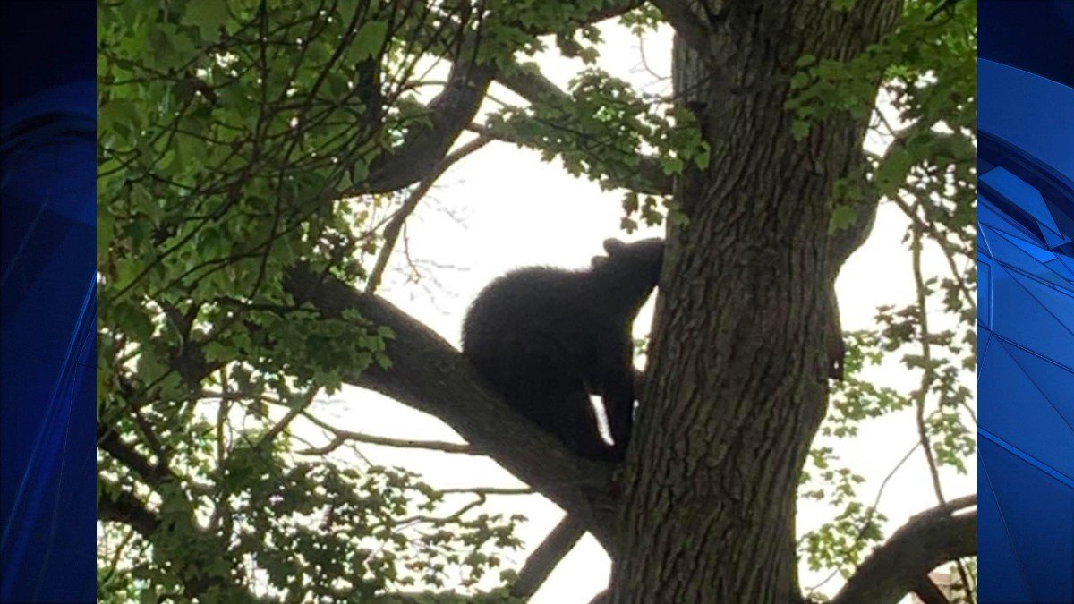 Firefighters, DEEP Work to Rescue Bear From Tree in Hartford - Vimarsana News