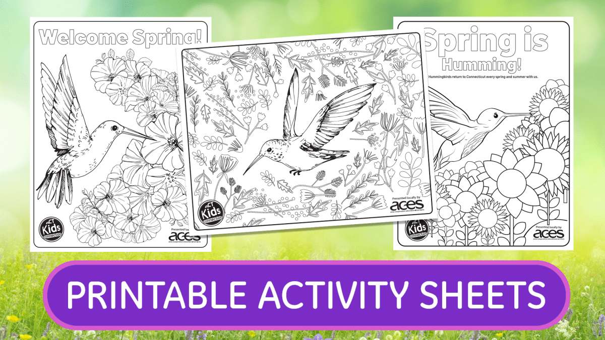 Kids Connection Spring Hummingbird Activity Sheets NBC Connecticut
