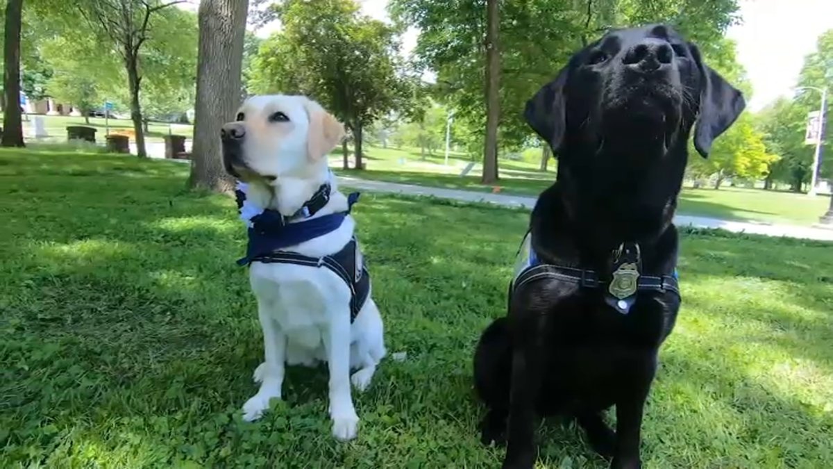Service Dogs Lend a Shoulder, Ear at Connecticut Schools After Texas Mass Shooting - Vimarsana News