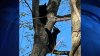 Two Newtown Bear Cubs Successfully Rescued: DEEP