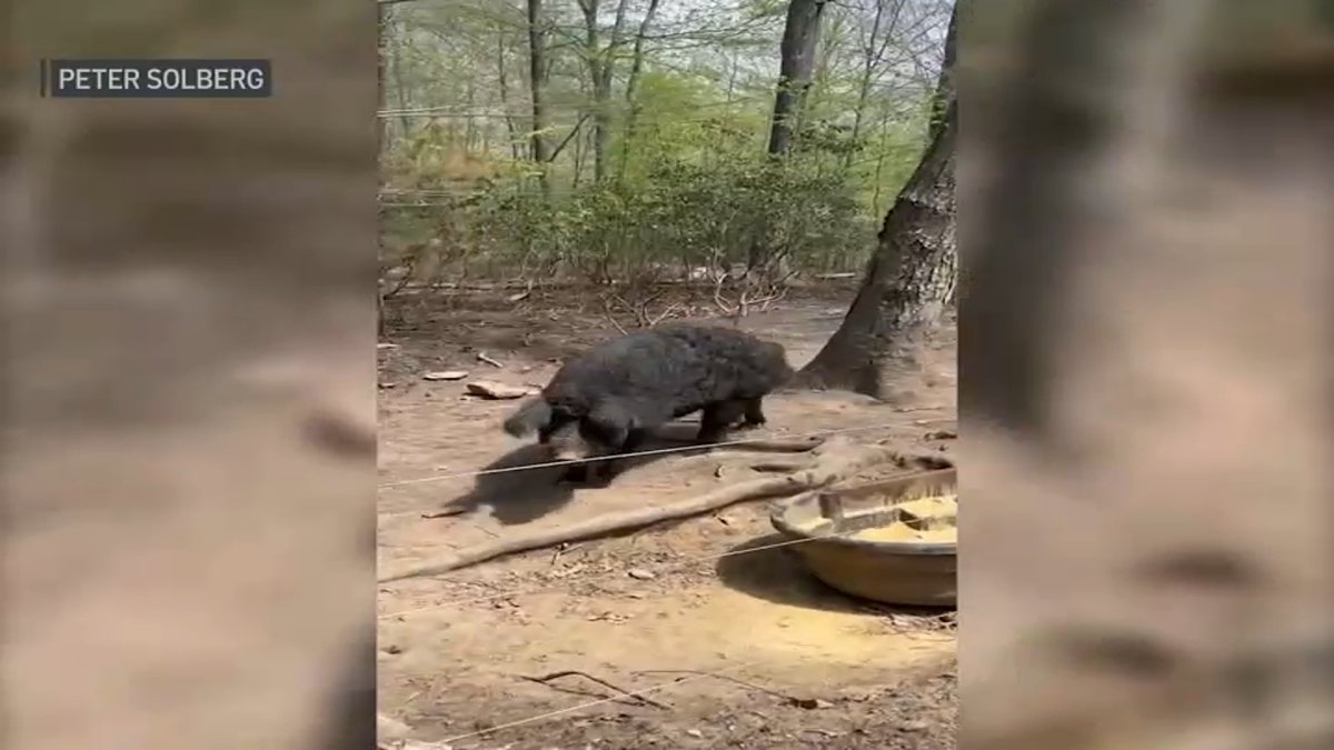 Local Farmer Relieved After Livestock Saved From Massive Brush Fire - Vimarsana News