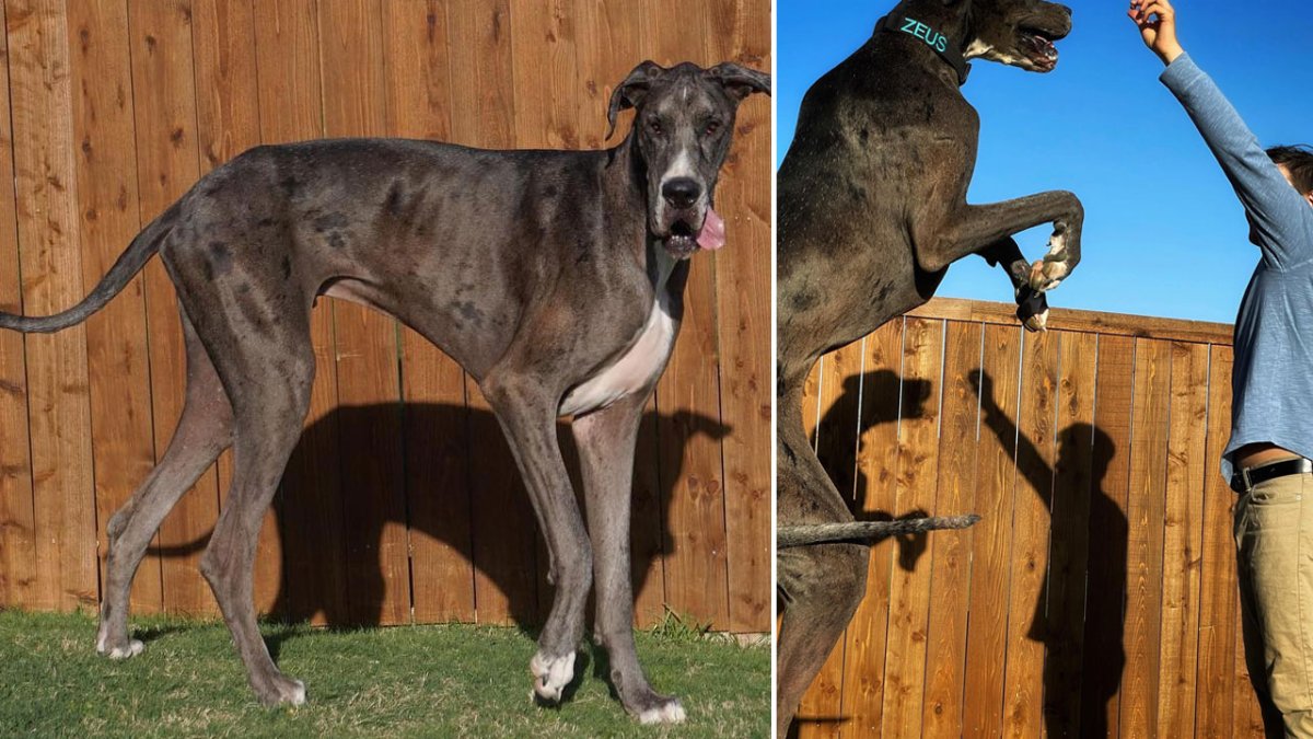 Texas Great Dane Named World's Tallest Dog – NBC Connecticut - Vimarsana News