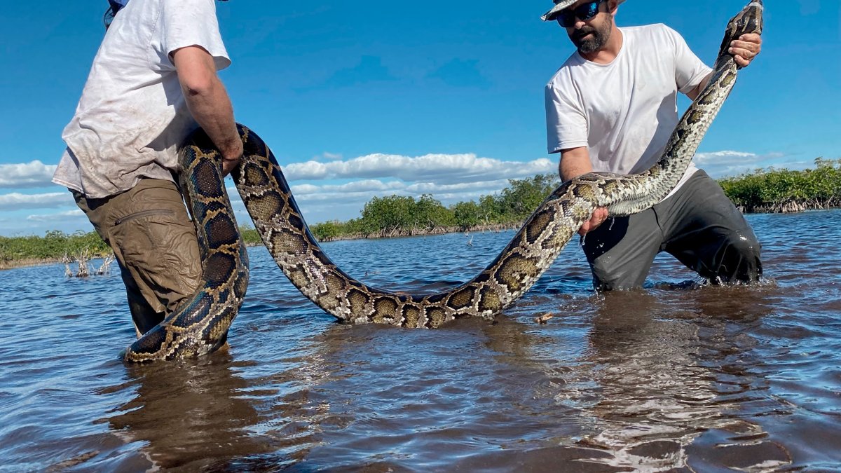 Heaviest Burmese Python Ever Captured in Florida Found in Everglades – NBC Connecticut - Vimarsana News