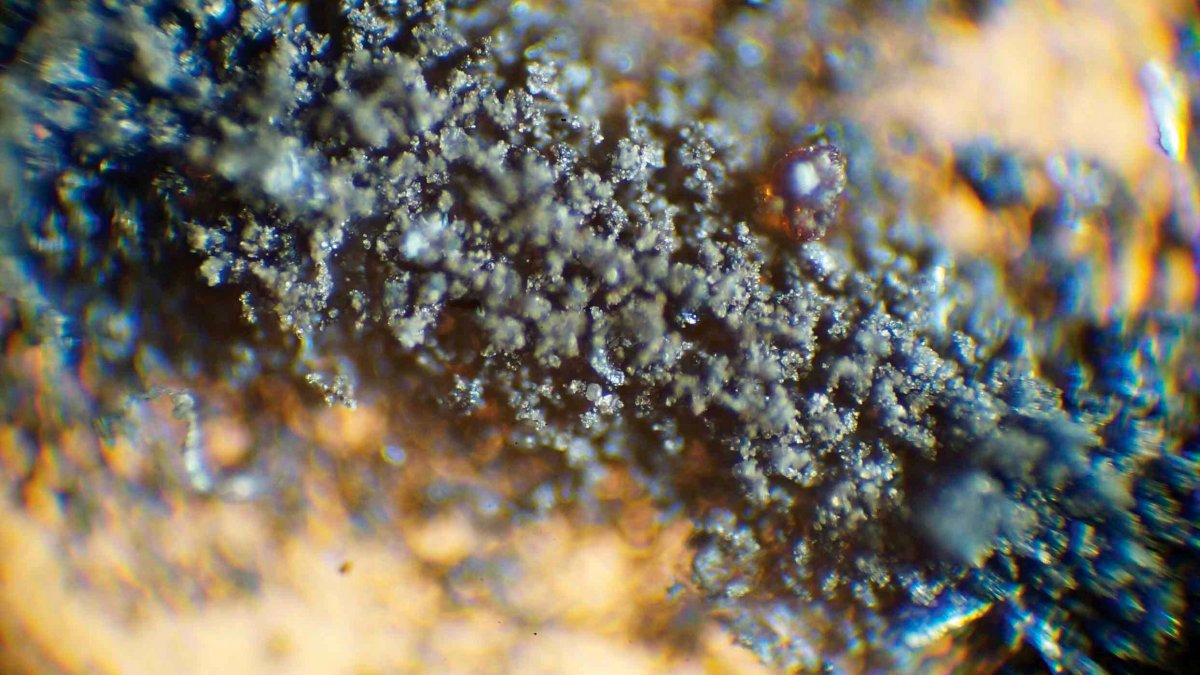 NASA Demands Moon Dust, Cockroach Carcasses Be Returned – NBC Connecticut - Vimarsana News
