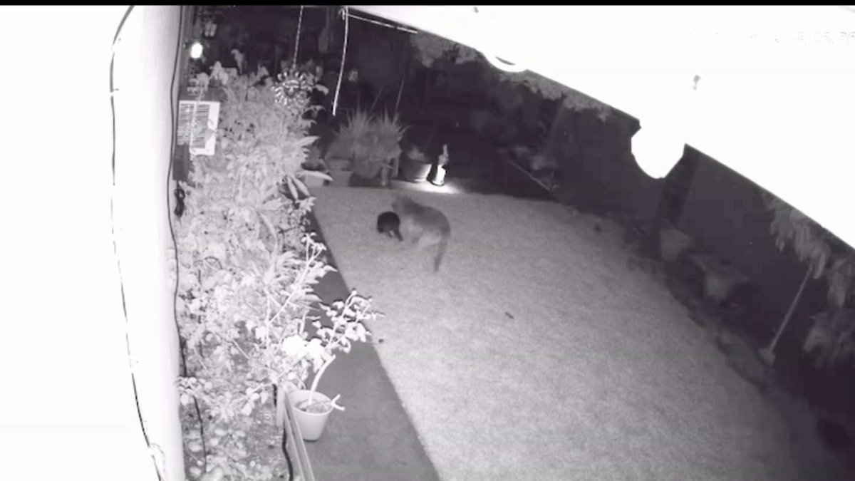 Big Dog Chases Off Coyote Who Had Family's Boston Terrier in Mouth – NBC Connecticut - Vimarsana News