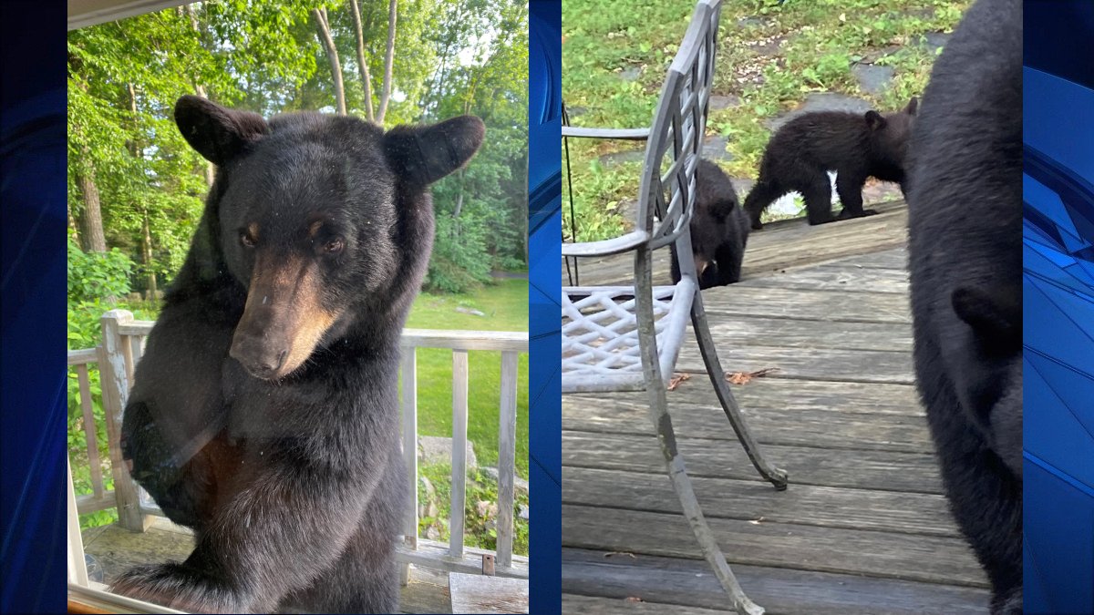 Mama Bear Breaks Into Homes in Canton Neighborhood - Vimarsana News