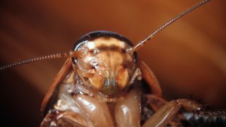 Extreme close-up of a dead Nauphoeta cockroach, insect head macro