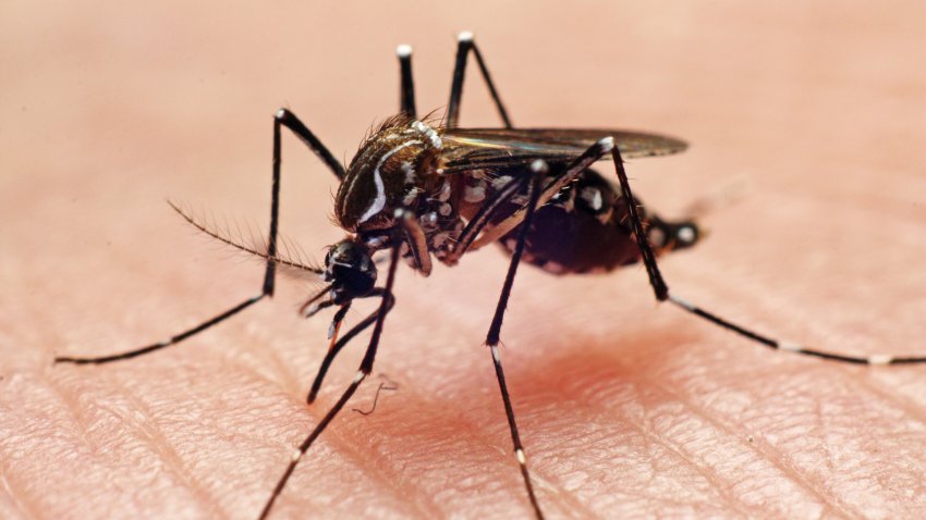 What is West Nile Virus?