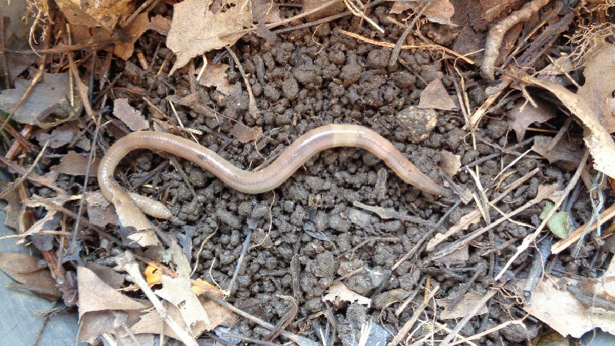 Jumping Worms Spreading in Connecticut NBC Connecticut