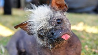 Chinese crested-chihuahua mix Mr. Happy Face mugs for the camera before the start of the World's Ugliest Dog contest in Petaluma, California, on June 24, 2022.