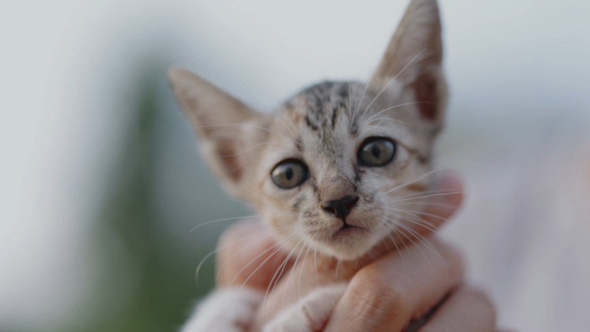 Clear The Shelters Is Back for 8th Year