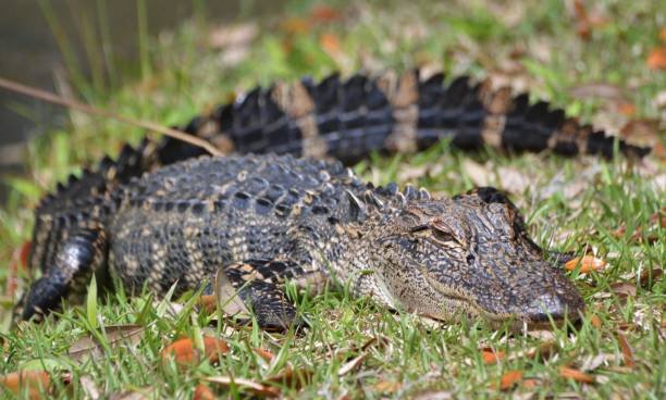 One Dead in Myrtle Beach Area After Alligator Attack – NBC Connecticut - Vimarsana News