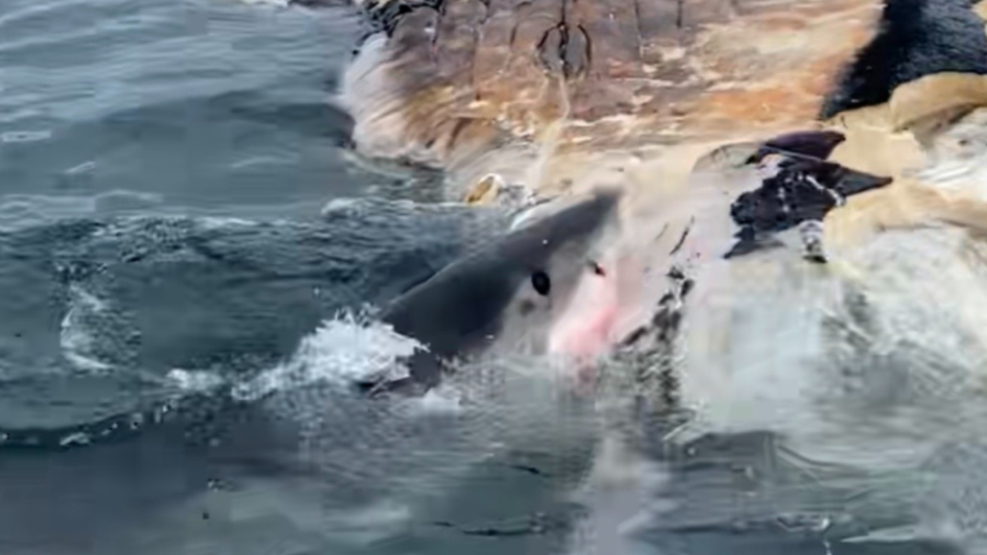 Cape Cod Shark Sightings Start Early in 2022 – NBC Connecticut - Vimarsana News