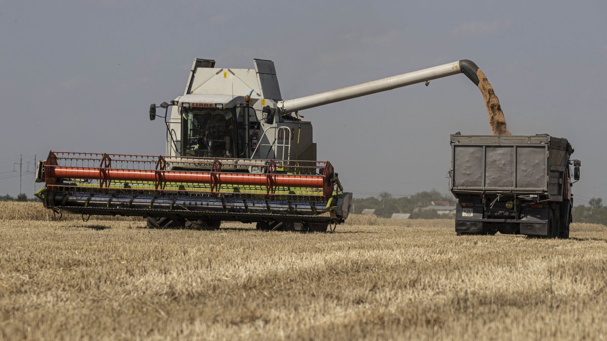 Wheat Prices Rise After Odesa Attack; Russia Says It Targeted Ukraine Military - Vimarsana News