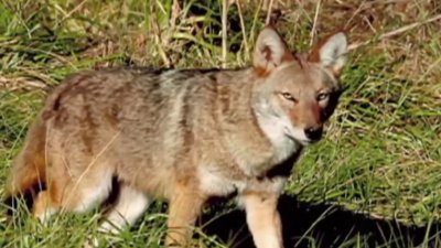 Increasing Number of Coyotes Being Spotted in Niantic