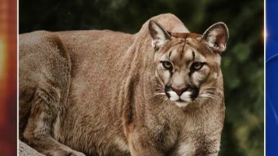 Mountain Lions – Damned Connecticut