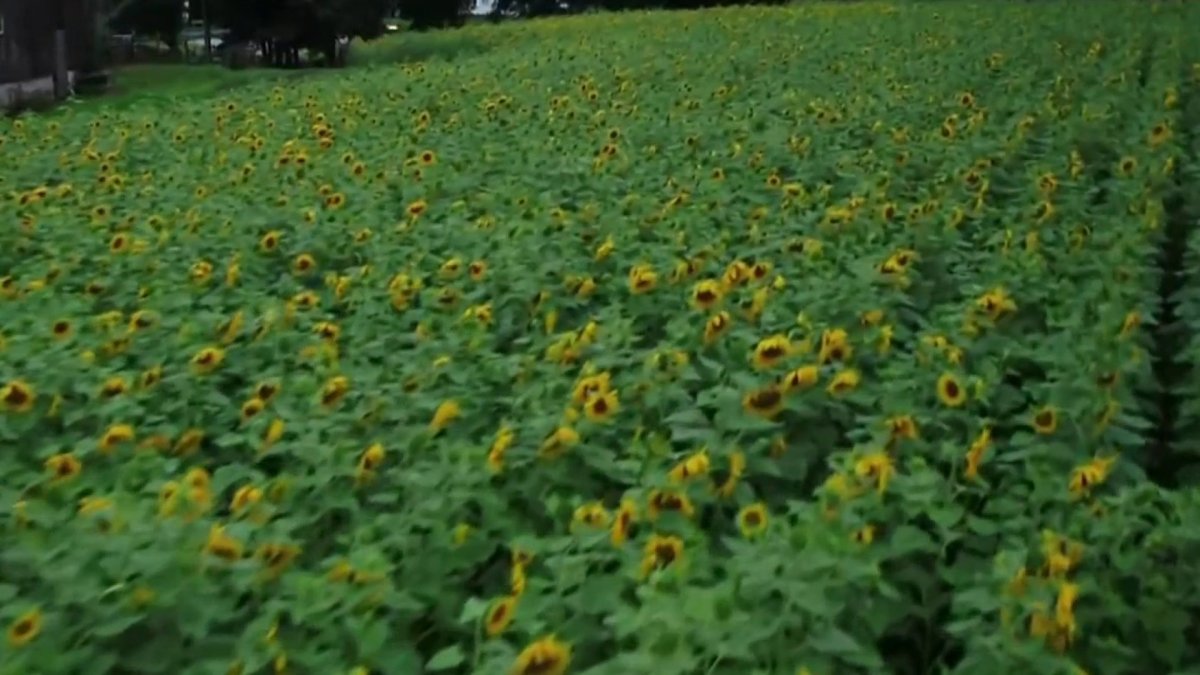 Sunflowers for Wishes Begins at Buttonwood Farms NBC Connecticut