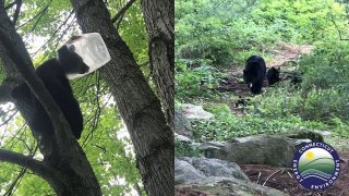 A bear cub with a plastic container stuck on its head is seen in Harwinton, Conn., Thursday, June 23, 2022.