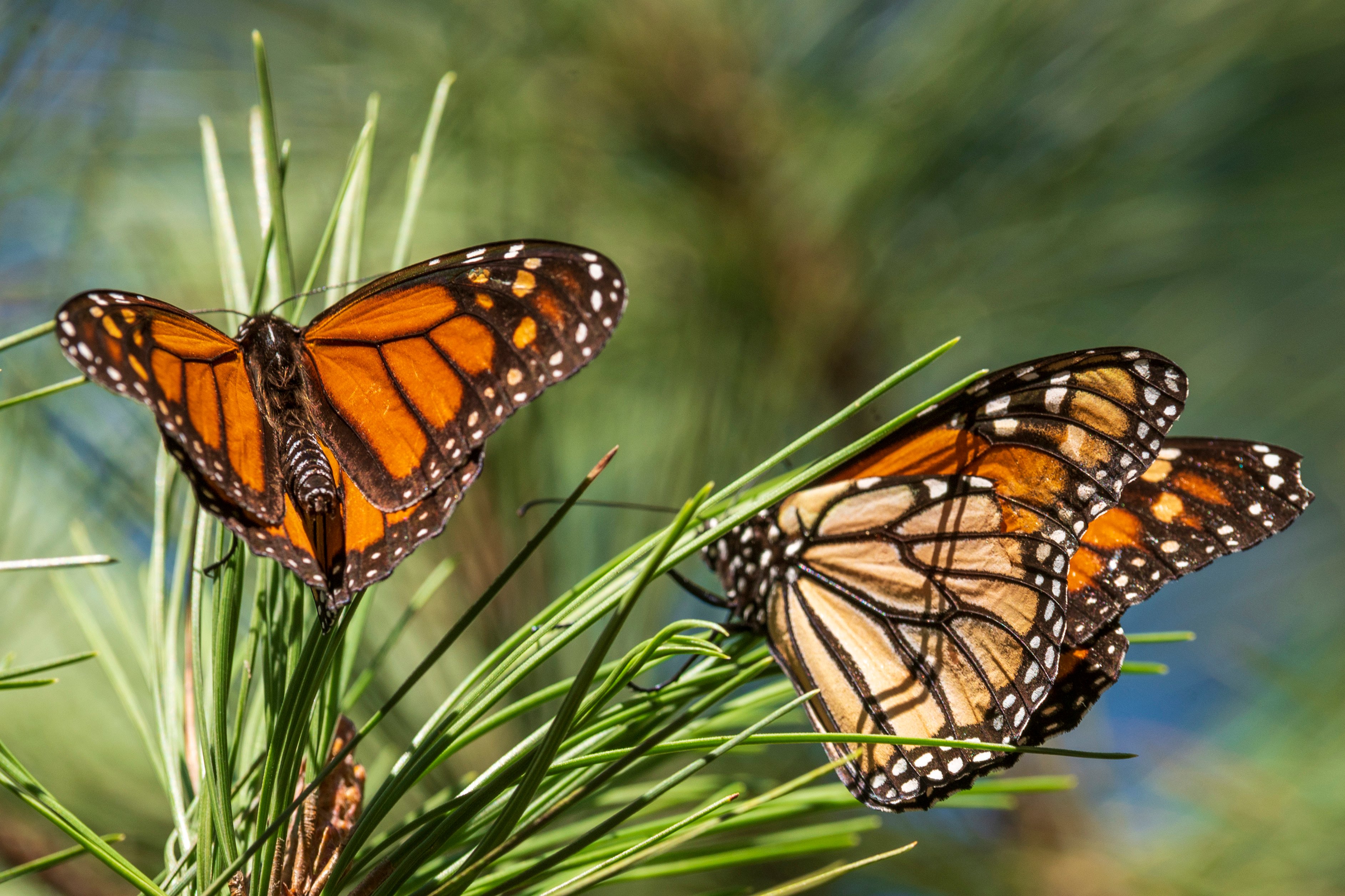 Monarch Butterflies Are Now Listed as Endangered - Vimarsana News