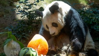 Chinese Giant panda An An