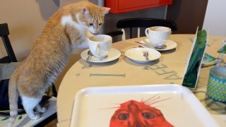 One of seven cats that keep the company of the visitors at a new "Miau Cafe" finishes a cake in Warsaw, Poland