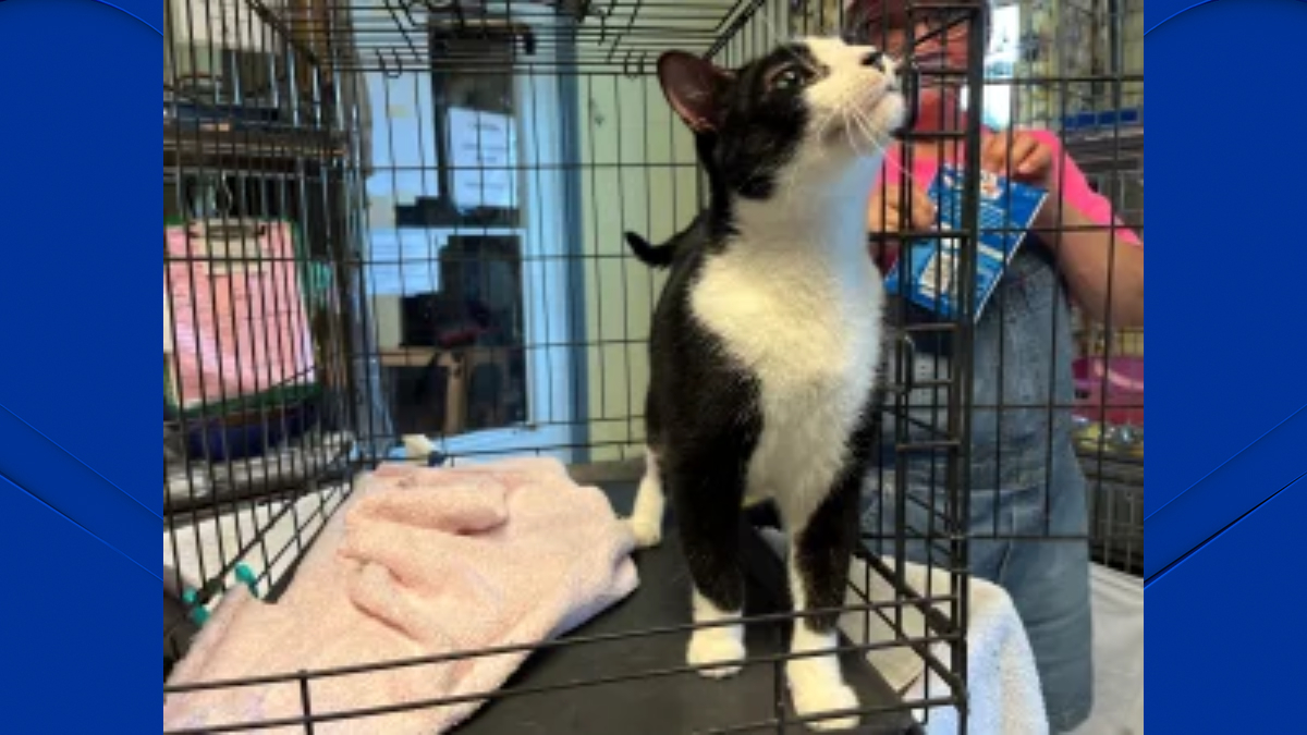 About 200 Animals Found in Winsted Hoarding Situation Have Been Rescued