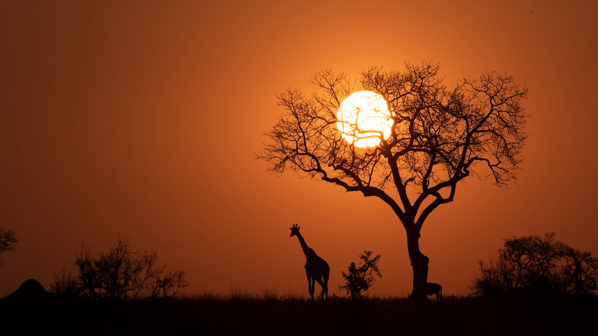 Wealthy Dentist Larry Rudolph Denies Killing Wife on African Safari Trip – NBC Connecticut - Vimarsana News