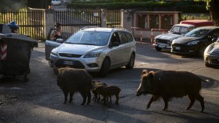 Wild boars with their humbugs