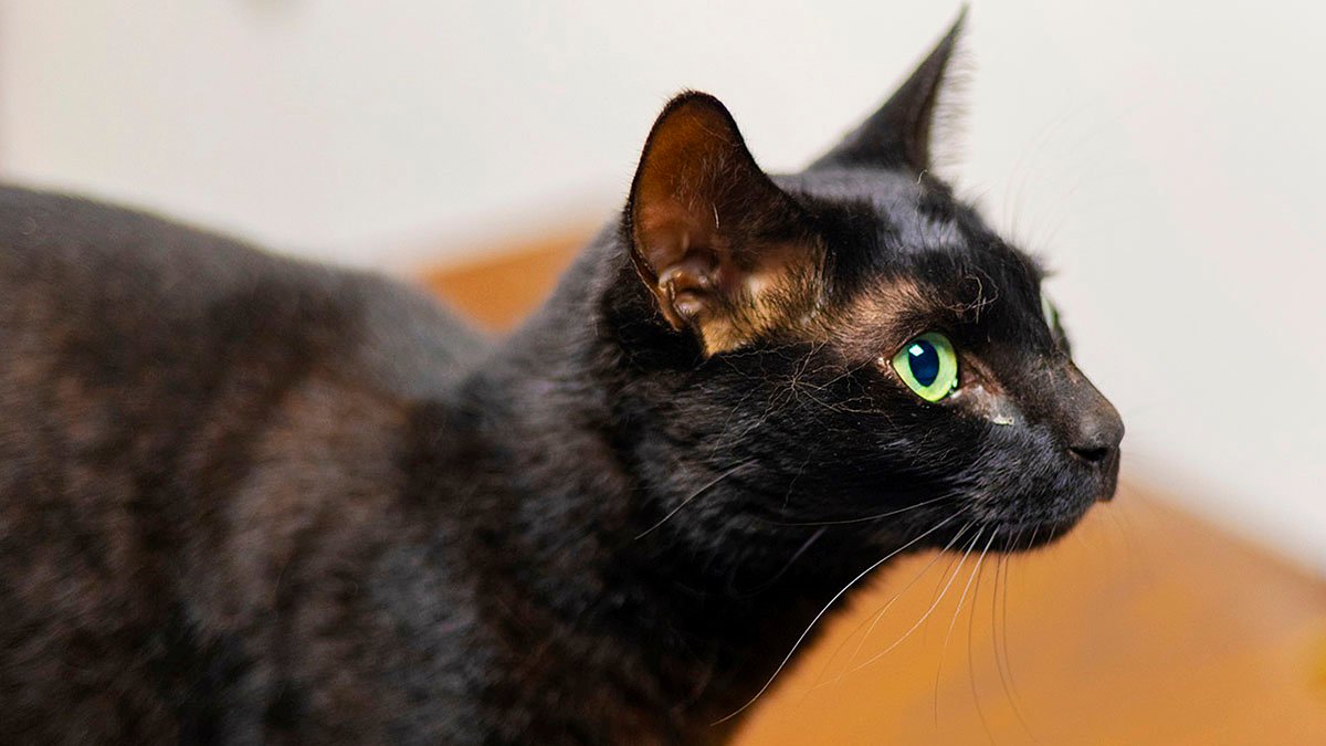 Rowdy the Cat Found Safe at Boston Logan Airport – NBC Connecticut - Vimarsana News