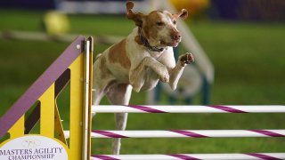 FILE - Elvira, a bracco Italiano, competes in the 24-inch class at the Masters Agility Competition during the 146th Westminster Dog Show on June 18, 2022, in Tarrytown, N.Y.