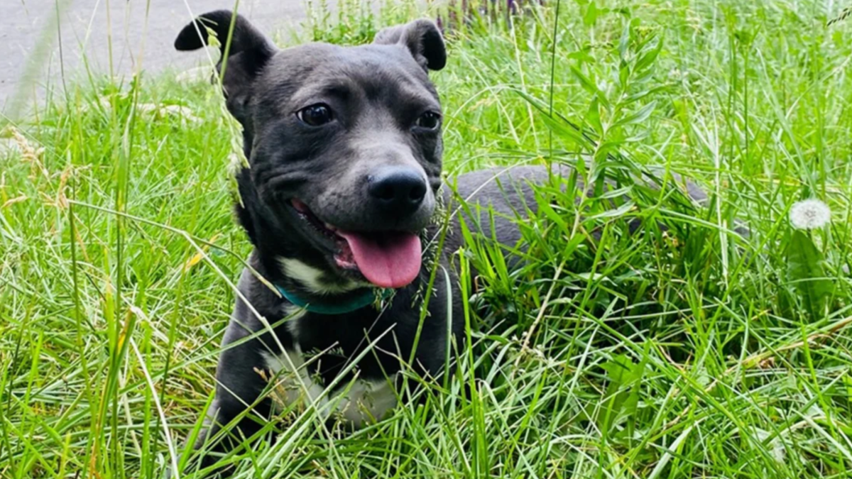 Dog Dies Protecting Kids From Mountain Lion – NBC Connecticut - Vimarsana News
