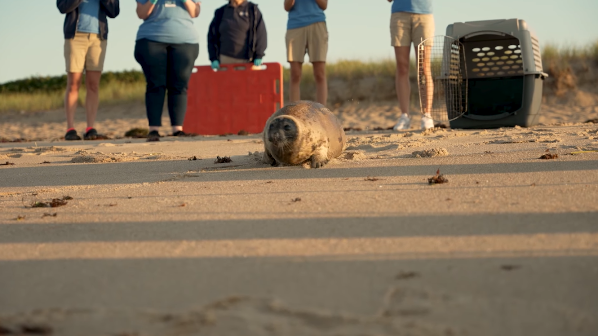 Mystic Aquarium Releases Seal Found in Waterford After Months of Rehab