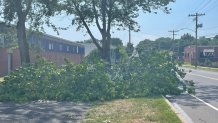 A tree is down on South Street in New Britain.